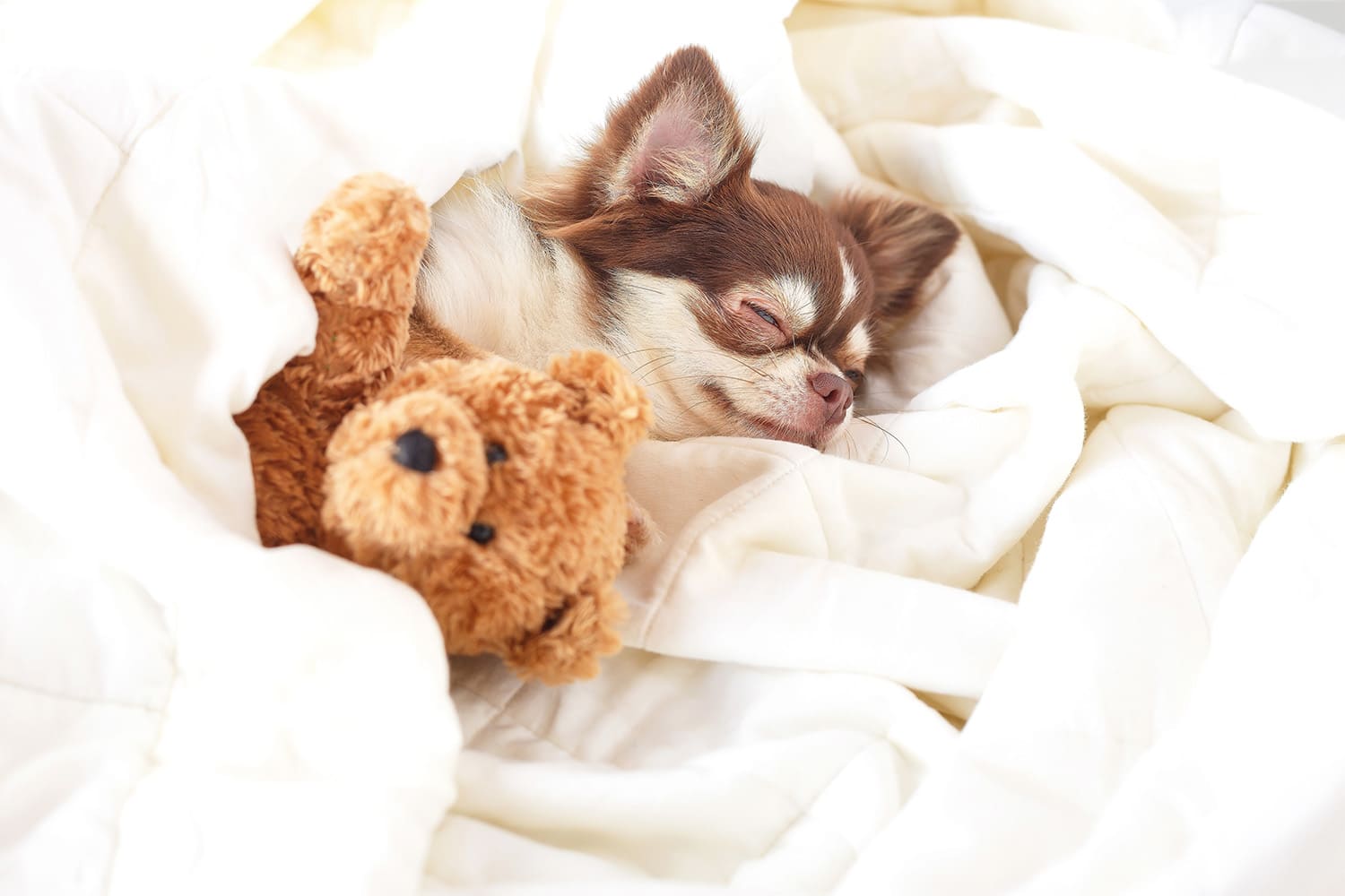 愛犬と「いつでも一緒」が叶うベットでの添い寝もOK